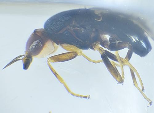 Réf. 327 979 : Camarota curvipennis